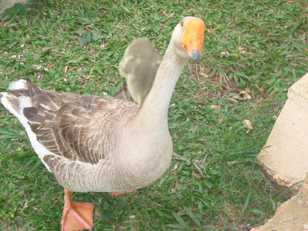 Hotel Fazenda Floresta Do Lago Socorro  Luaran gambar