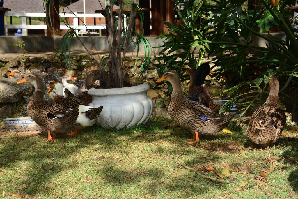 Hotel Fazenda Floresta Do Lago Socorro  Luaran gambar